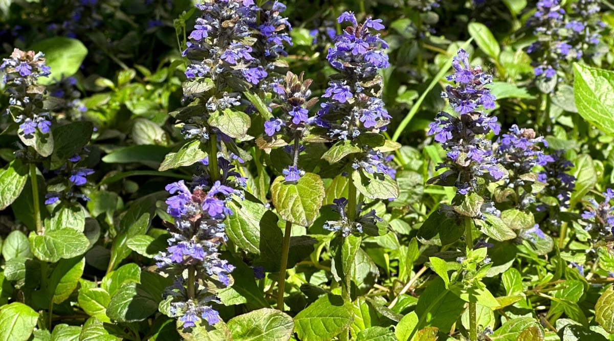 Ajuga reptans