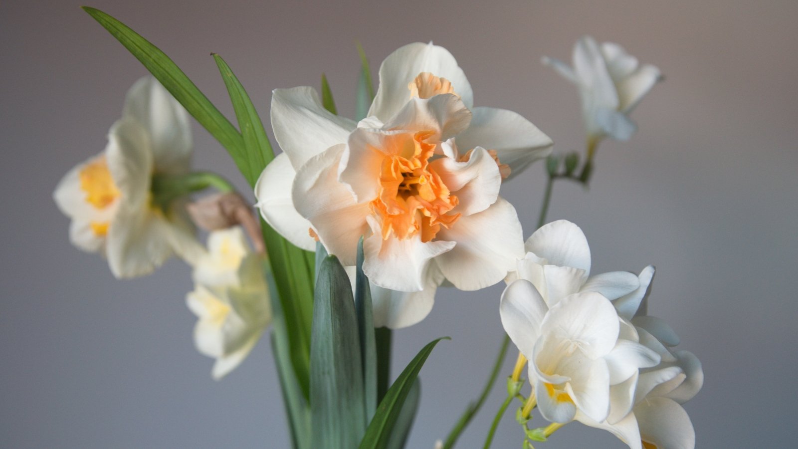 Close-up of delicate flowers with large, double white petals and a frilled, peachy-orange center, sitting atop slender green stems and framed by long, narrow, vibrant green leaves.
