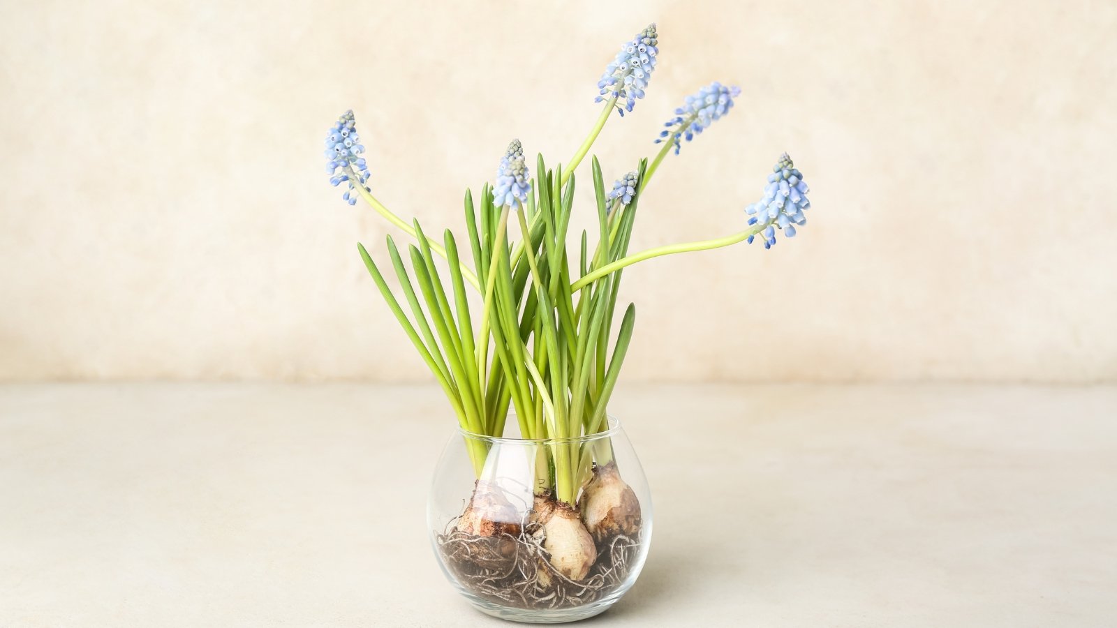 Clusters of tiny, bell-shaped blue flowers grow in dense spikes, with narrow green leaves at the base, arranged in a glass vase against a soft light background.
