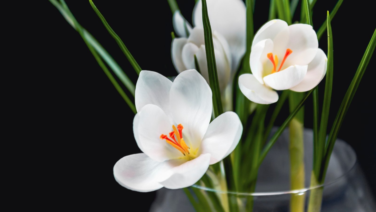 White, cup-shaped flowers with golden centers emerge from slender green stems, surrounded by lance-shaped leaves, arranged in a glass vase against a black background.
