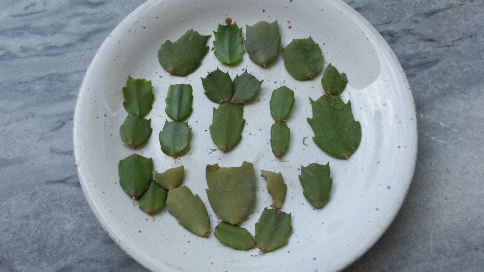 A top-view shot of a cuttings of a Schlumbergera plant that is placed in a plate in a well lit area