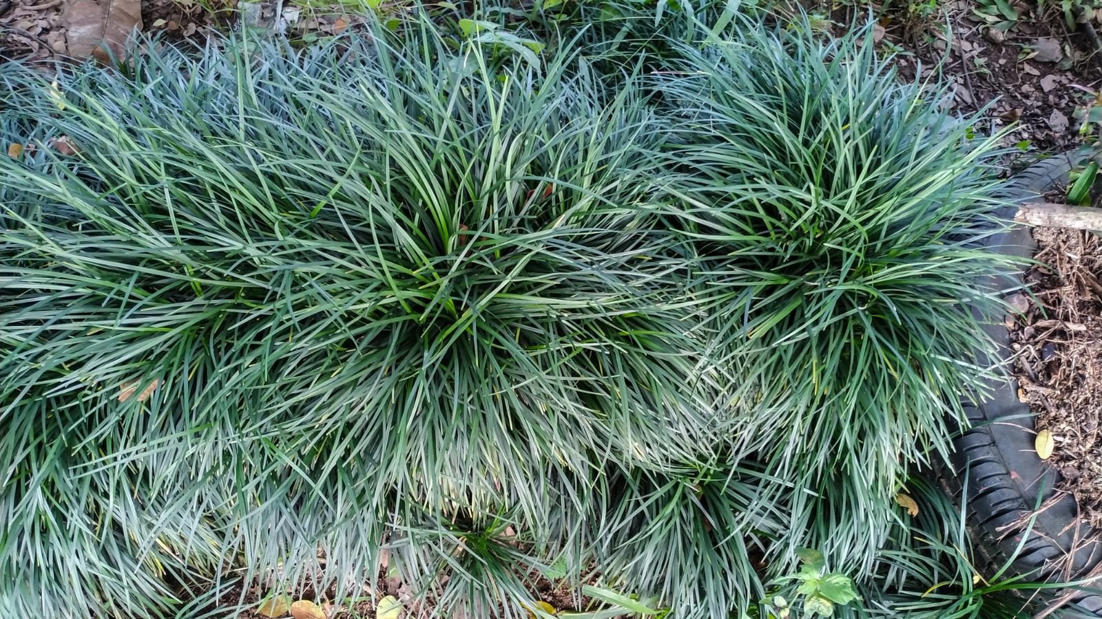 A growing group of mondo grass in a shady area with dark brown soil and dried plant material, placed beside planters made of old tires