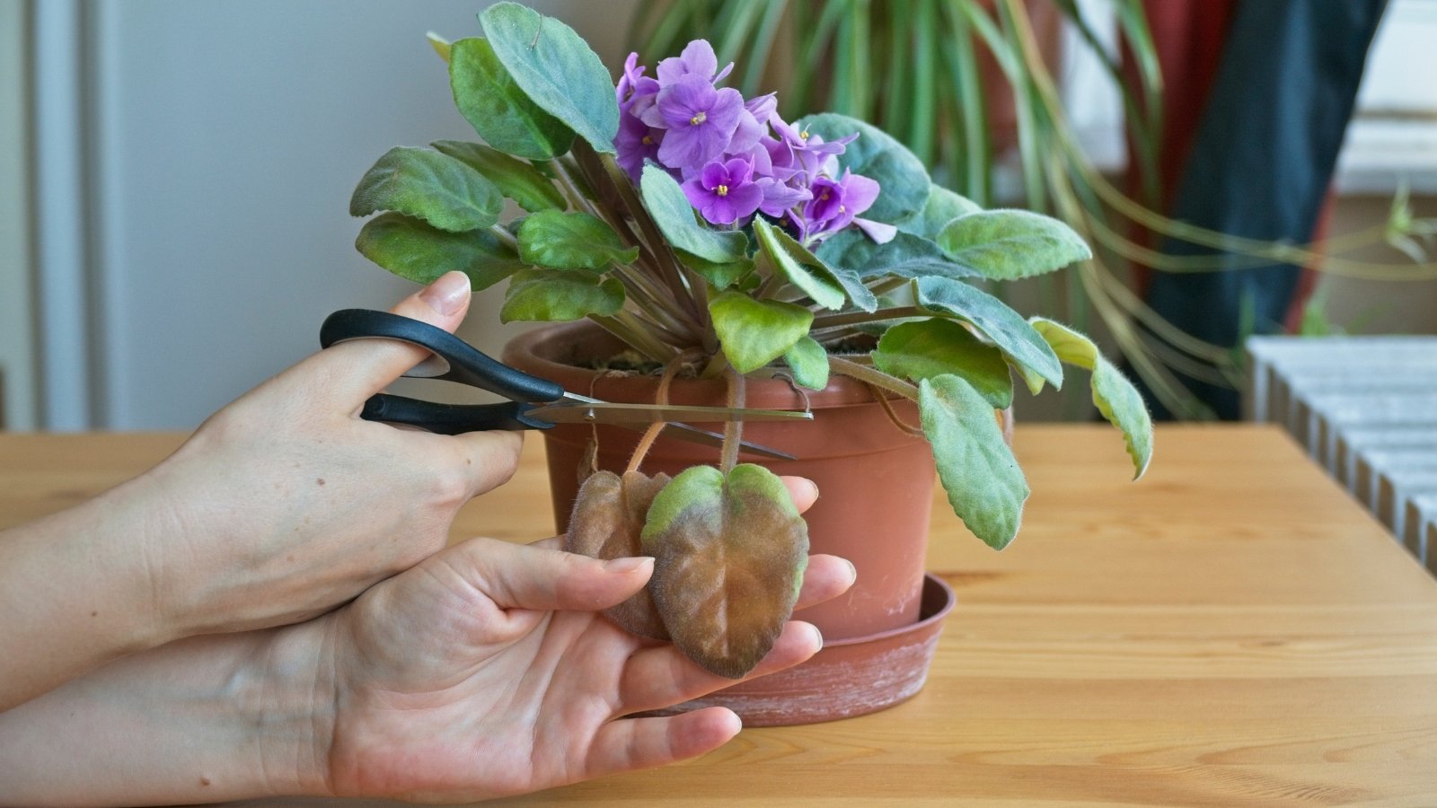 Close-up of hands delicately removing a yellowing leaf from a potted violet.