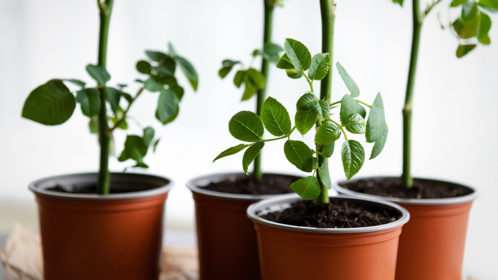 Three small pots hold newly propagated stems with fresh leaves.