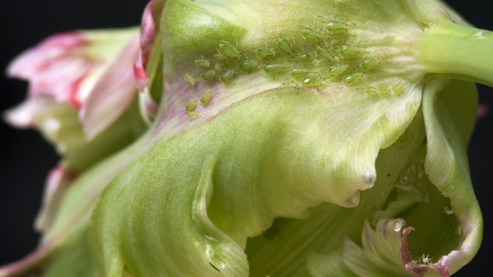 A close-up view of a green flower bud infested with aphids, with small, dark insects clustered on the bud’s surface and some petals beginning to open.