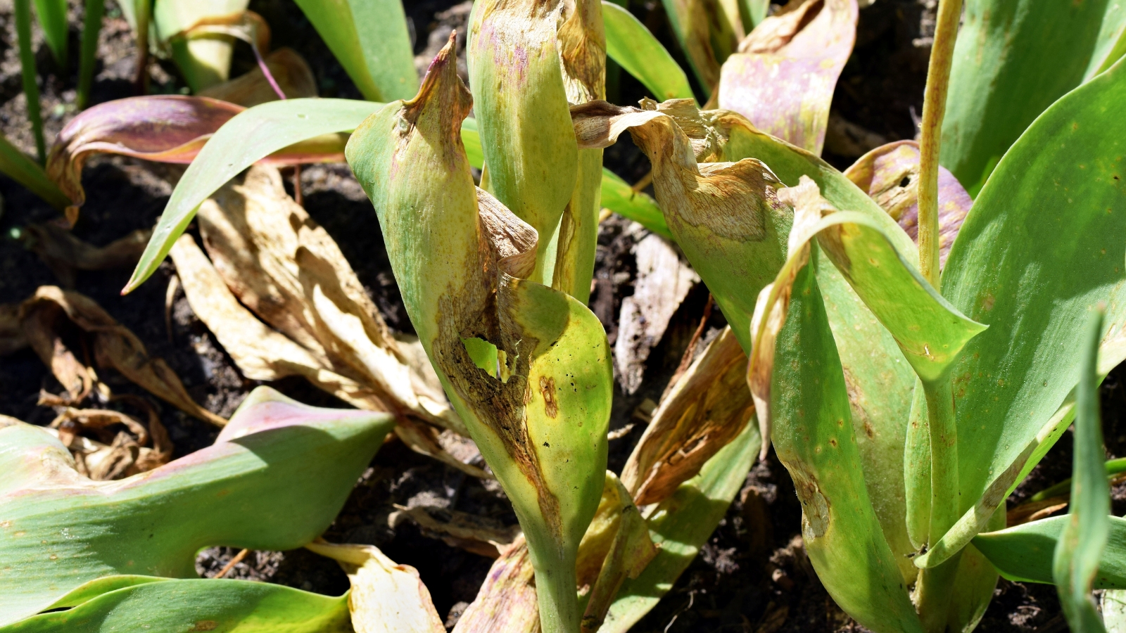 A flower plant with leaves affected by tulip fire disease, showing brown spots and discoloration, with wilted and damaged leaves in a garden bed.