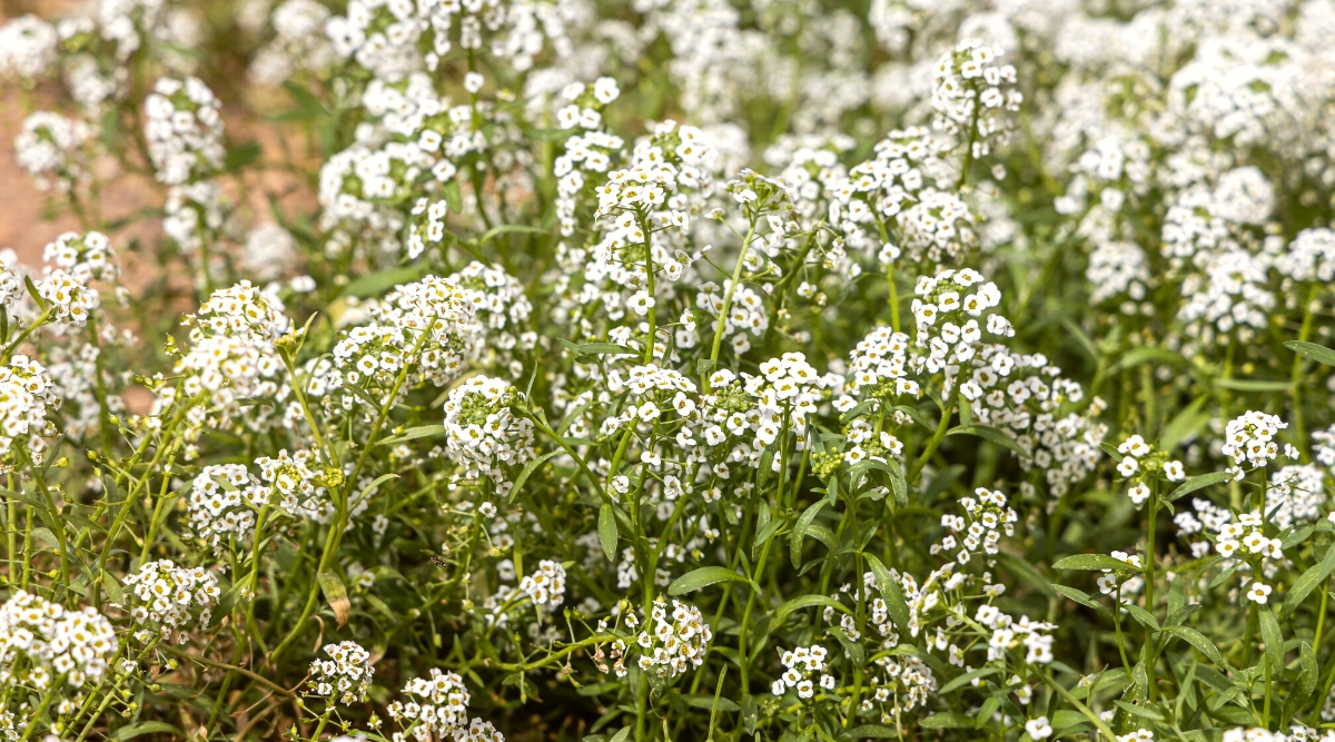 Close-up of a flowering Lobularia plant in a sunny garden. The low-growing mounds of lobed, lance-shaped leaves create a dense carpet of foliage. The plant produces profusion of small, four-petaled flowers that bloom in clusters, forming a fragrant and visually appealing ground cover. The flowers come in white.