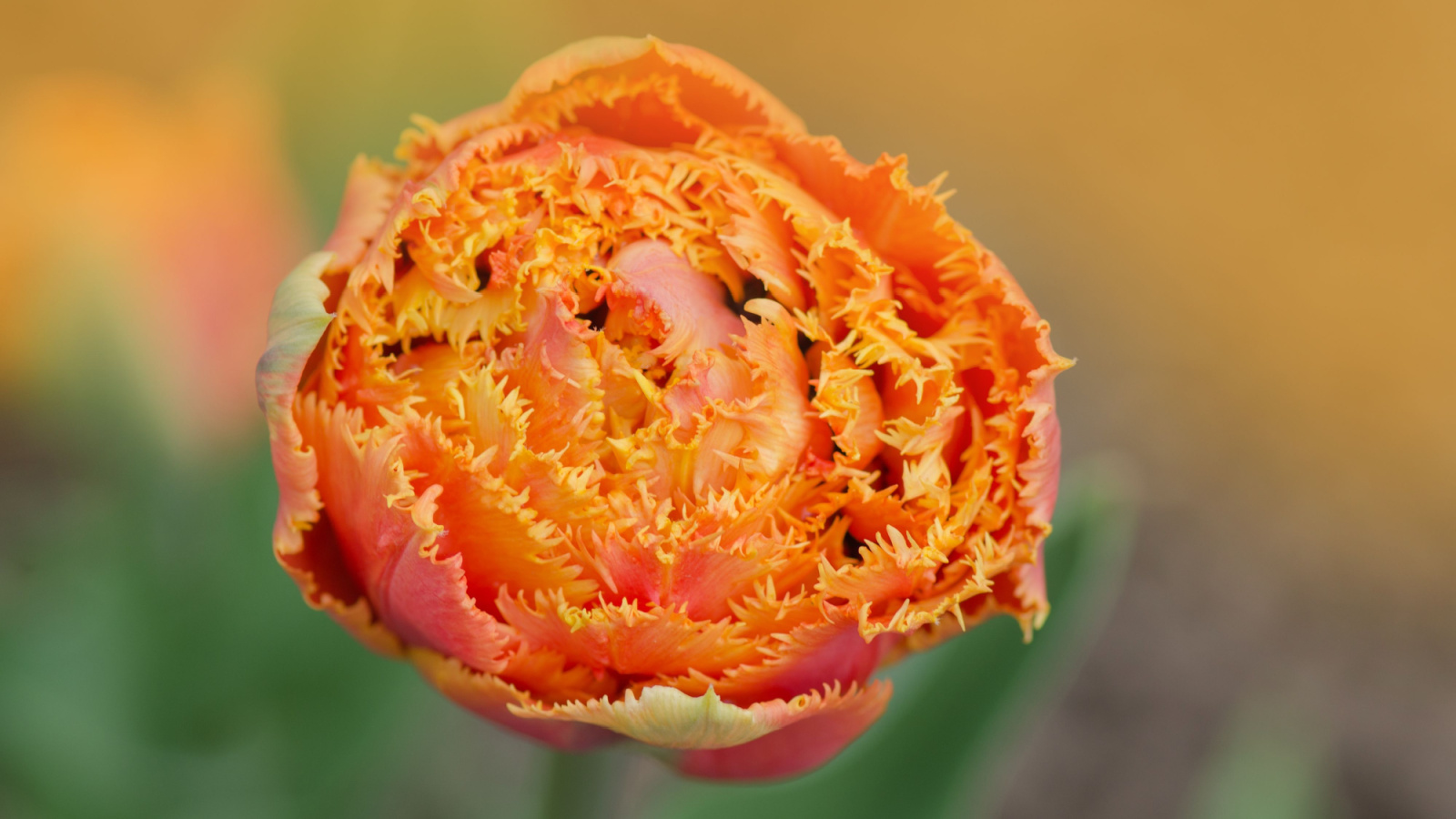 Shot of a vivid flower with fringed petals, its bold color creating a striking visual against the out-of-focus background.