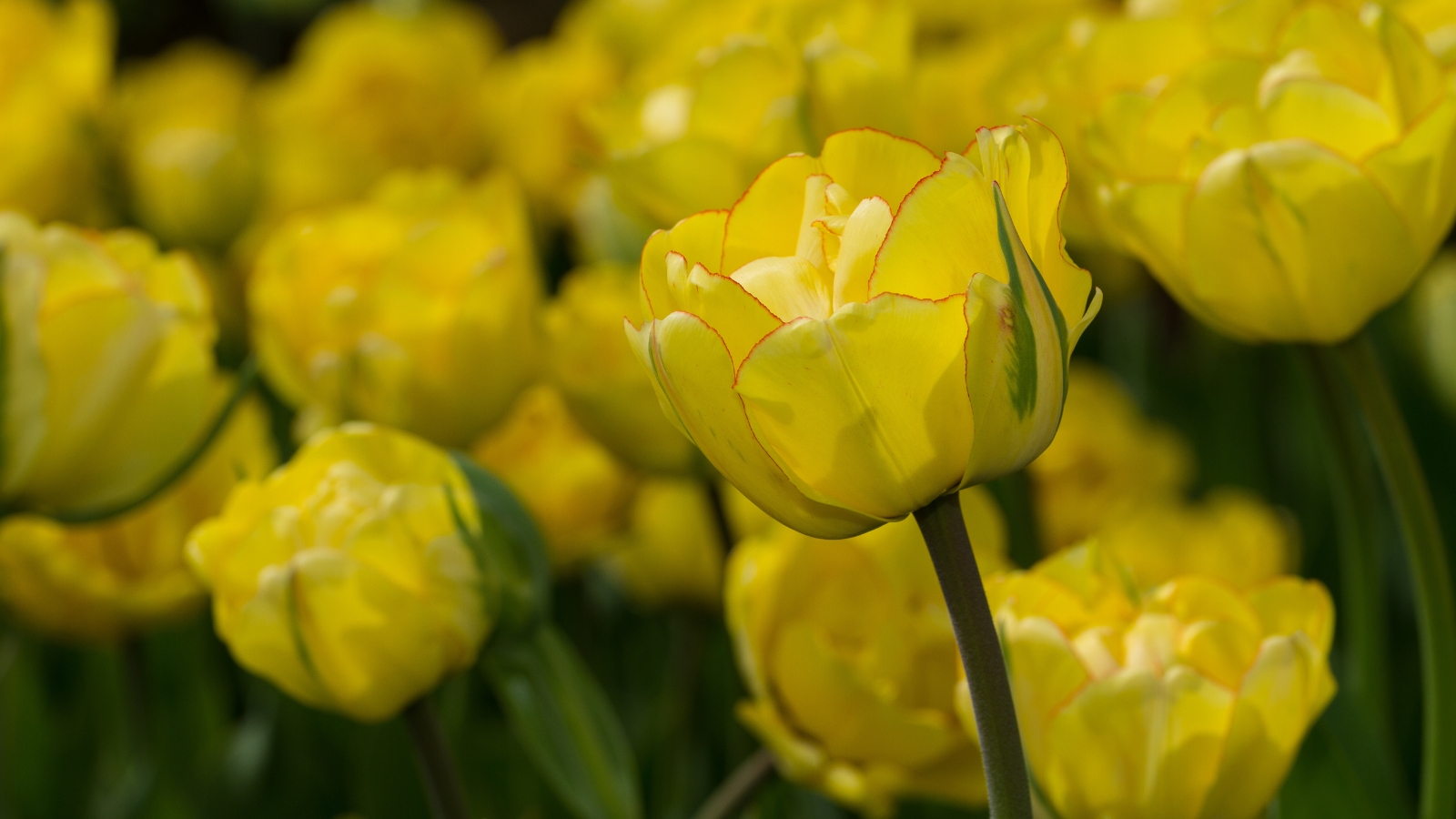 Bright yellow blossoms with ruffled petals and a warm golden hue stand out, each petal slightly cupped and layered, complemented by slender green stems and leaves.