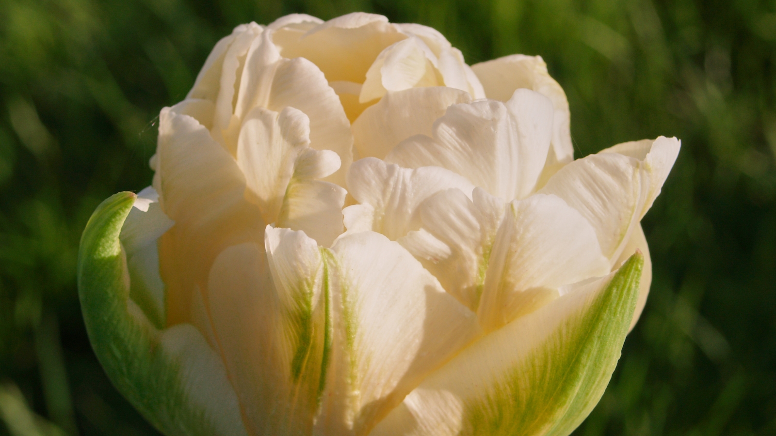 Thick layers of creamy white petals form lush, rounded blossoms, their soft, ruffled edges giving a dense, full look against a background of muted green leaves.