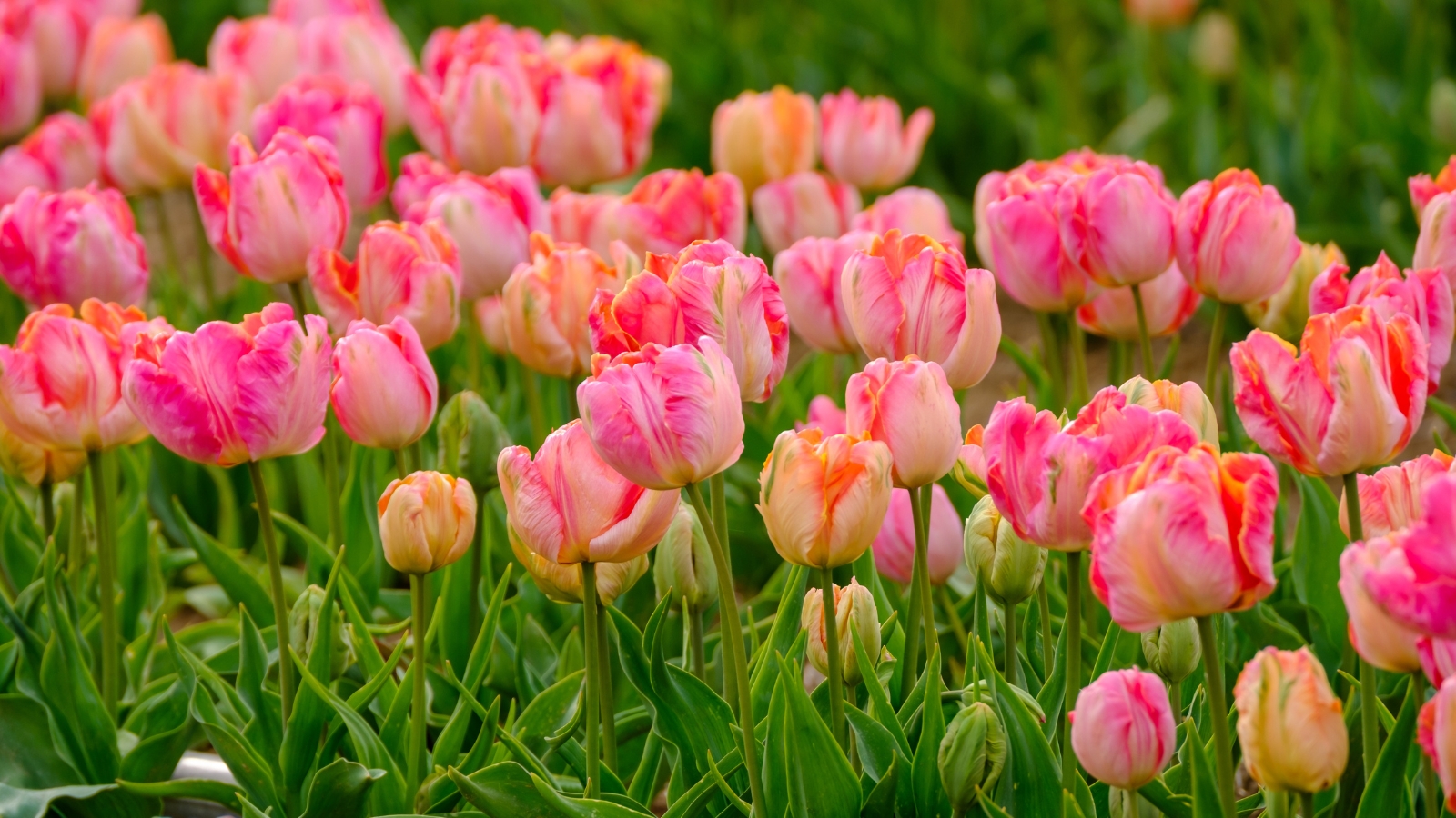 Ruffled, multi-layered petals in soft shades of pink, peach, and apricot form lush blooms, each petal curled and textured to create a full, vibrant look amid green stems.