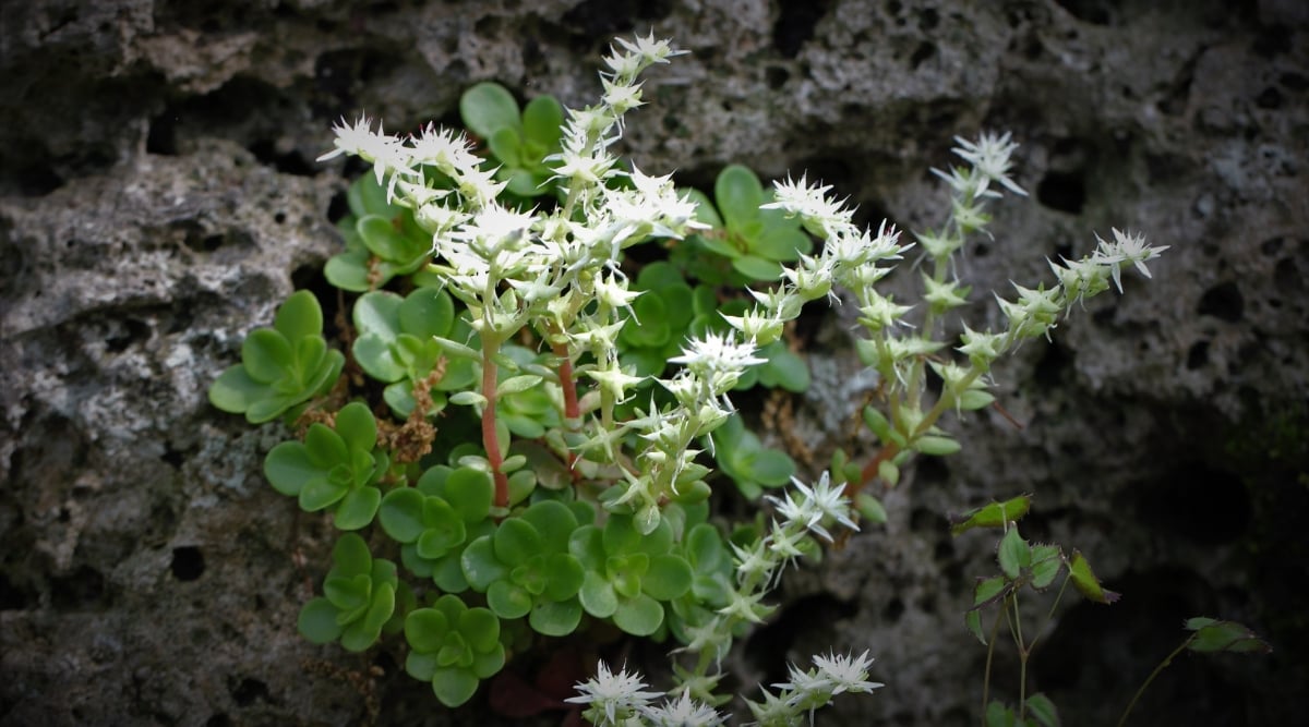 A thriving woodland stonecrop grows vigorously next to a sturdy rock, showcasing nature's resilience. Its round, succulent leaves complement the landscape while delicate white flowers with spiky petals add a touch of elegance to the scene.