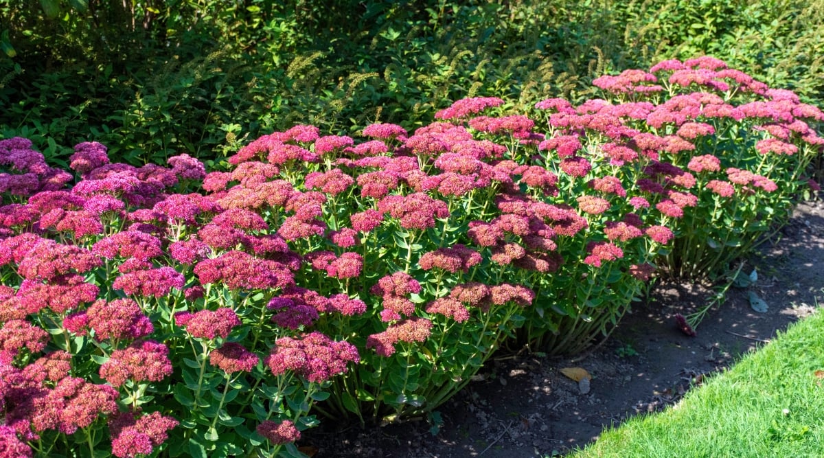 In a garden, 'Autumn Joy' sedum blooms burst forth with purple elegance amidst verdant foliage. The rich greenery provides a picturesque backdrop, accentuating the vibrant hues of the flowers. Bathed in sunlight, they exude tranquility and natural splendor.