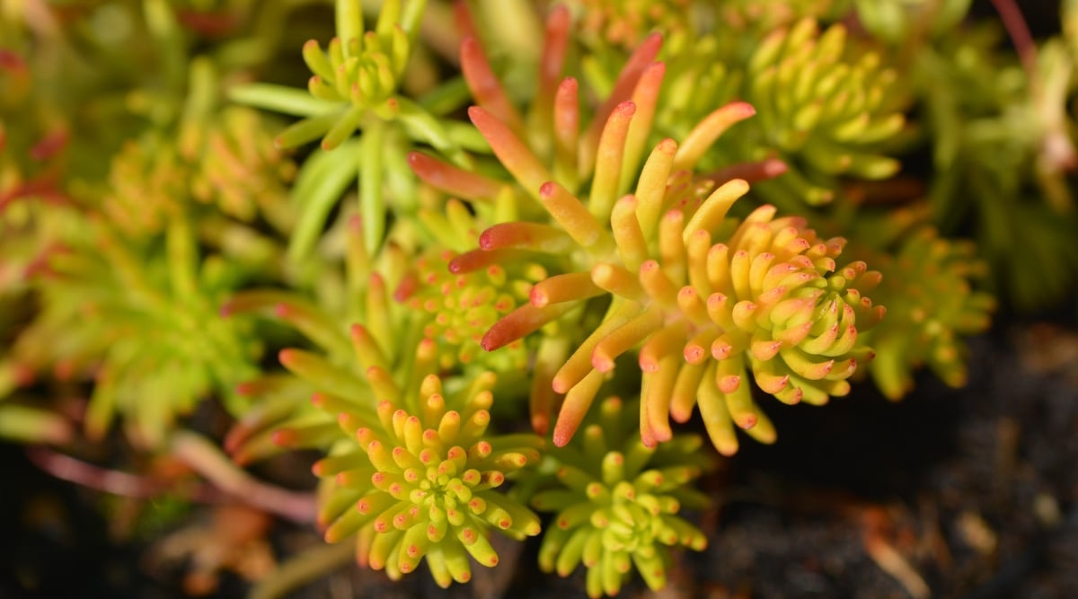 A close-up reveals a sedum 'Angelina,' basking in the warmth of the sun's rays. Its succulent foliage showcases green hues complemented by striking red tips, creating a picturesque contrast.