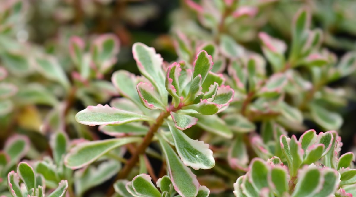 A close up of sedum ‘Tricolor’ leaves exhibits green hues, accented by delicate edges tinted in white and pink. The blurred backdrop offers a glimpse into a lush cluster of similar plants, echoing nature's serene beauty.