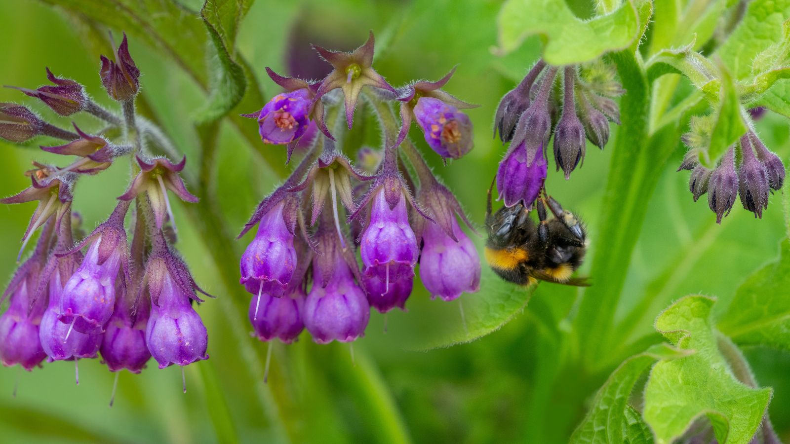 Multiple flowers on Symphytum officinale dangling side by side with a bee attached to one of them, surrounded by vivid green leaves and stems