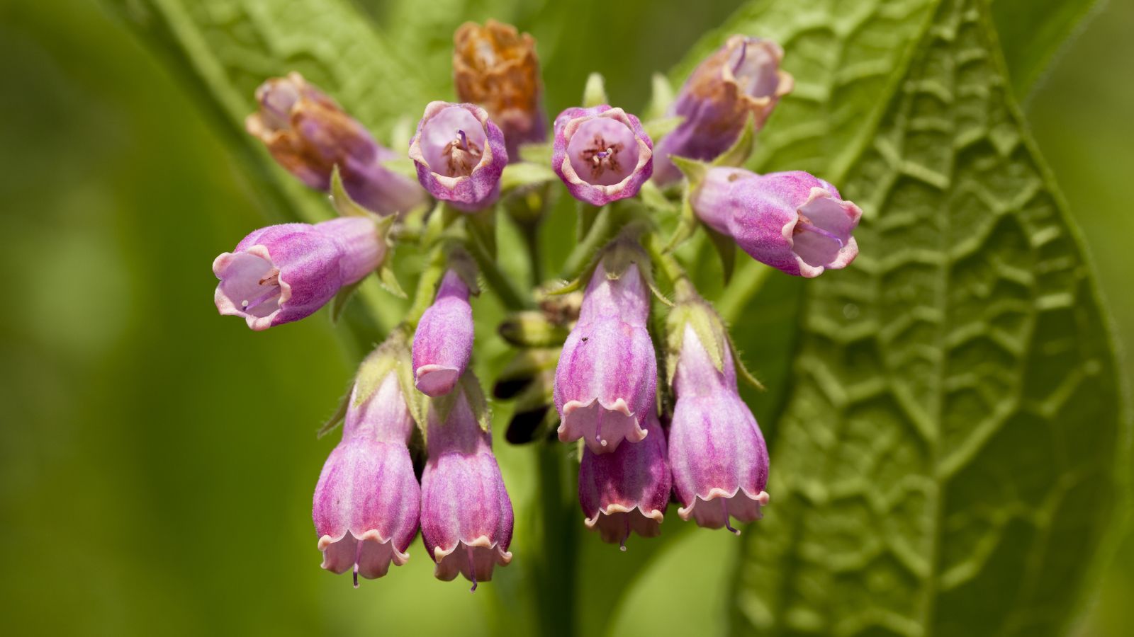 Multiple Symphytum officinale flowers with vibrant purple color, pointing in different directions while dangling under the sun