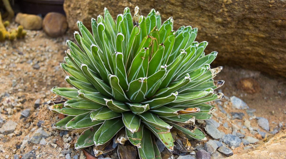 A close-up of the Queen Victoria Century Plant, its fleshy leaves exhibit a symmetrical arrangement, radiating from a central point. Planted in rich brown soil, the vibrant greenery contrasts beautifully against the earthy backdrop, while a large brown stone in the background adds a touch of natural elegance.