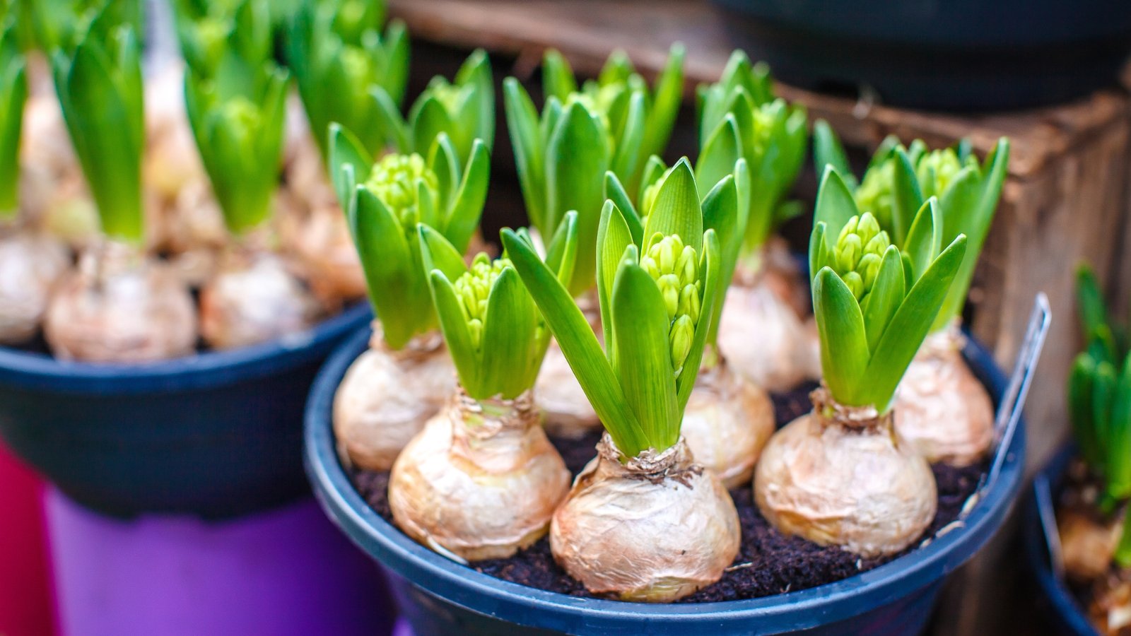 Rows of Tulipa shoots with sturdy green leaves emerging from large, round bases, neatly aligned and showing fresh growth in an indoor setting.