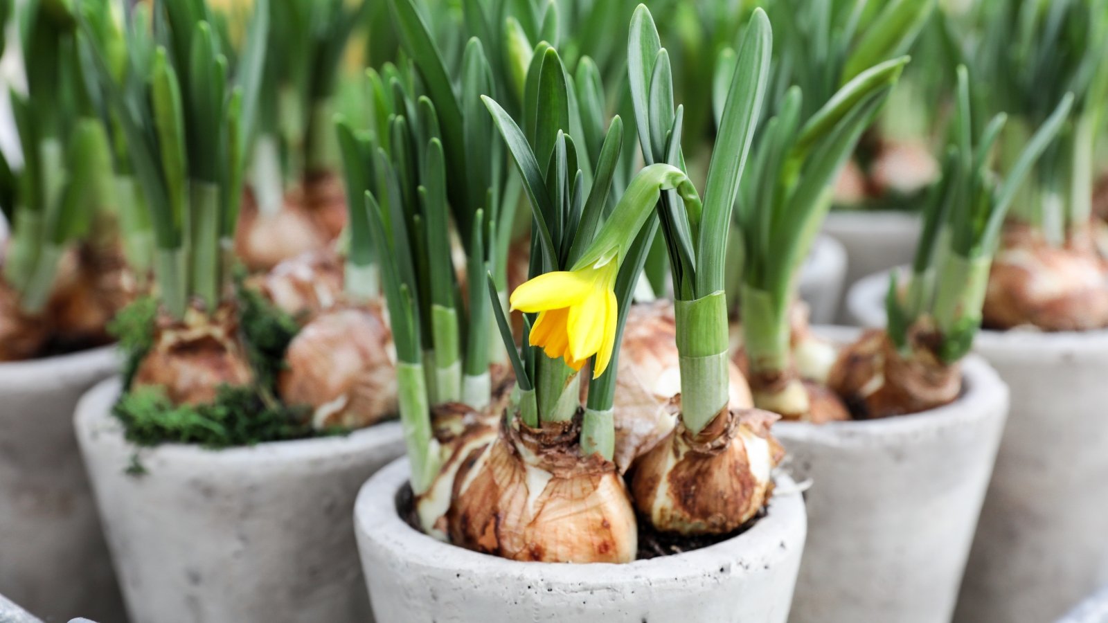 Yellow Narcissus blooms beginning to emerge, surrounded by green pointed leaves with compact bases, showcasing early spring growth in a clustered display.