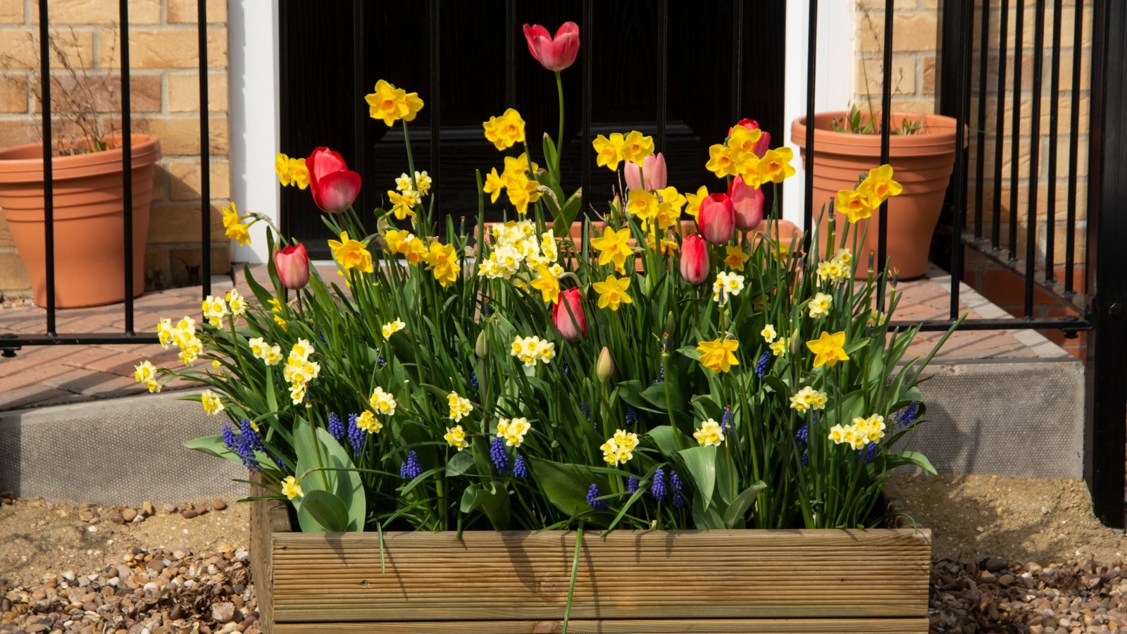 A colorful mixture of Tulipa flowers in shades of yellow, red, and pink surrounded by low green foliage, situated by an outdoor fence in a wooden container.