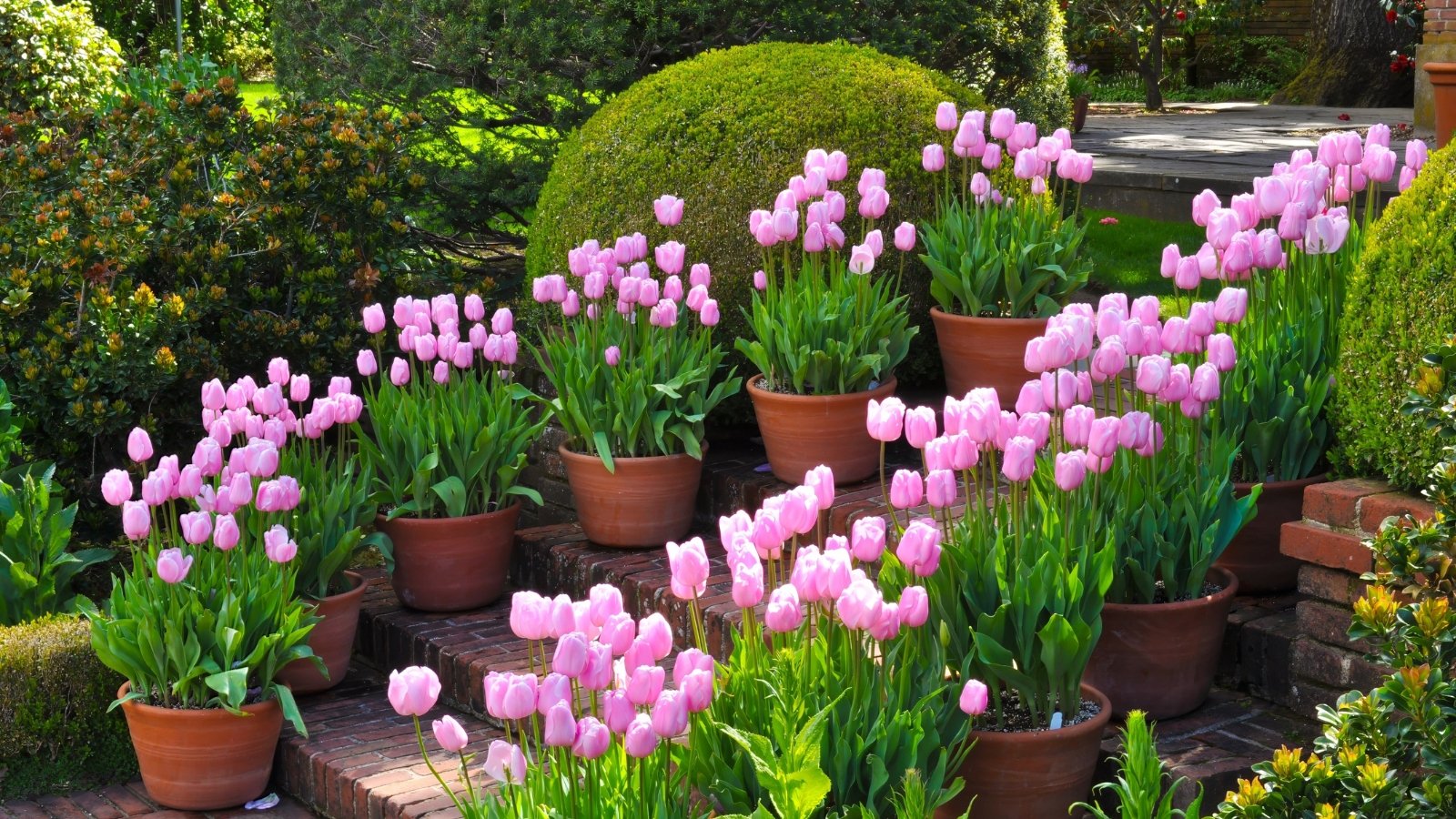 Pink Tulipa blossoms paired with delicate violet Viola tricolor flowers, creating a beautiful combination with bright green foliage around the base, set in a manicured garden.