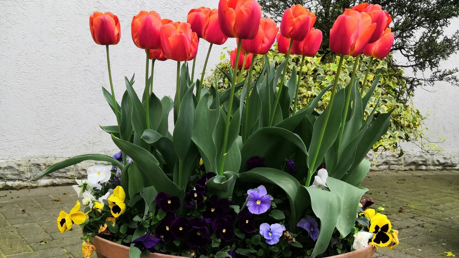 Bold red Tulipa flowers surrounded by golden Viola tricolor blooms and lush green leaves, creating a vibrant display against a light exterior wall.