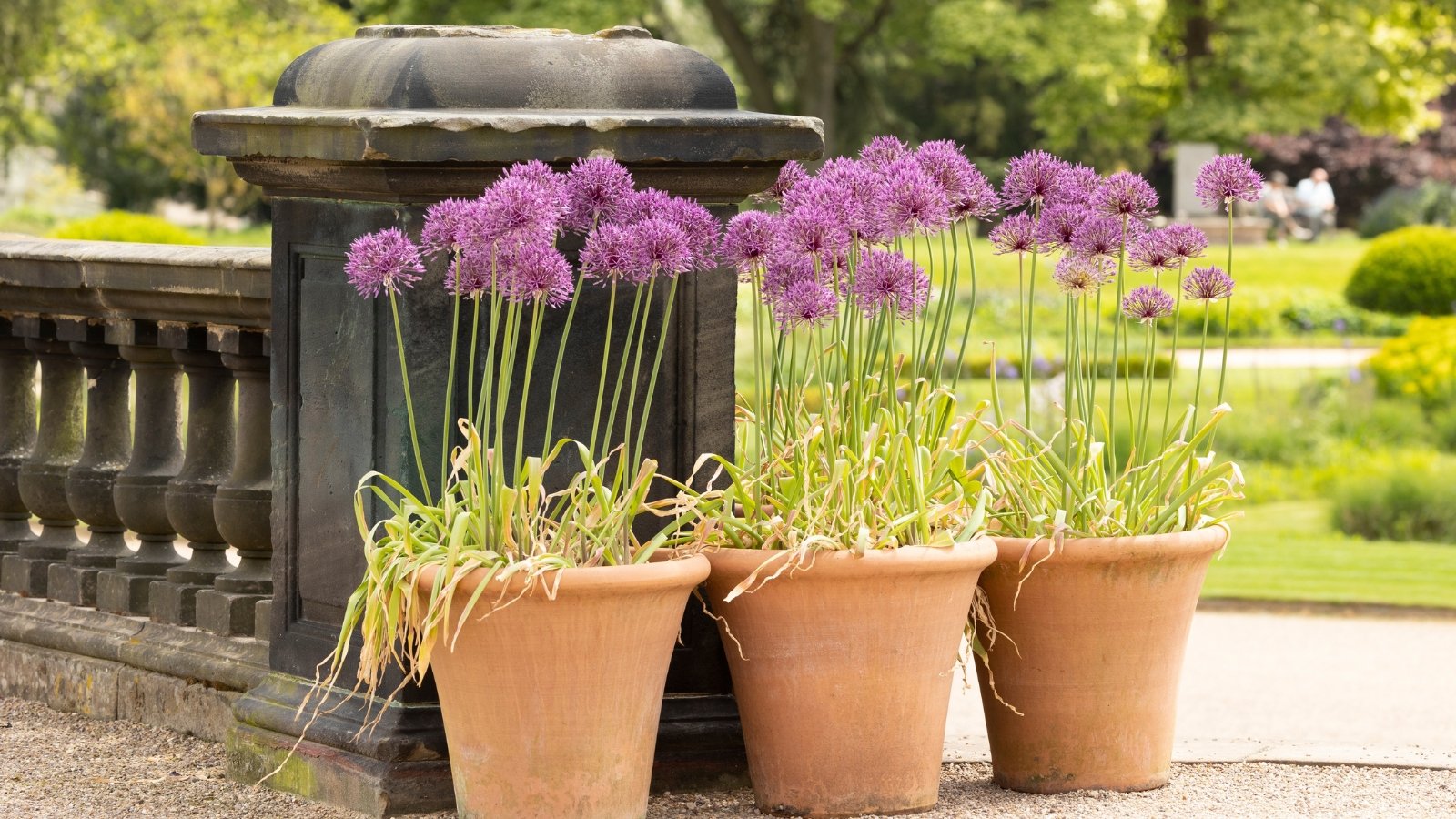 Tall, spherical purple Allium giganteum blooms rise above slender green stems, arranged in warm-toned terracotta containers, creating a stately garden display.