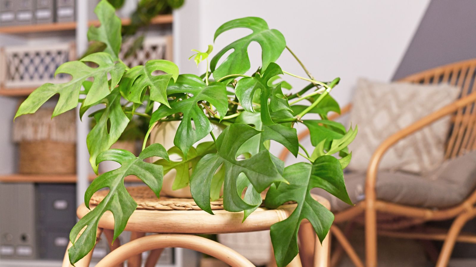 A close-up shot of a houseplant in a white pot that placed on top of a wooden surface in a well lit area indoors