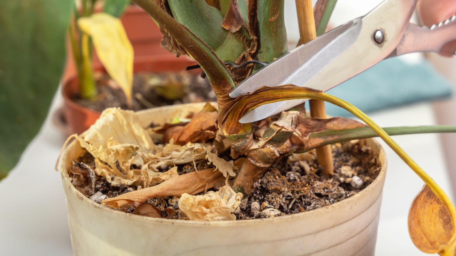 A close-up shot of a person using clean silver scissor to trim the stems and other wilted parts of a houseplant that is placed in a pot in an area indoors