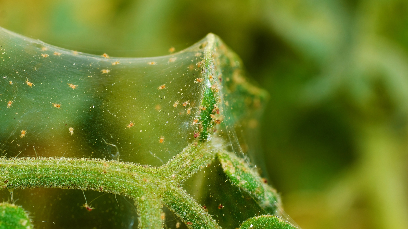 A group of spider mites on a web formed on plant stems.