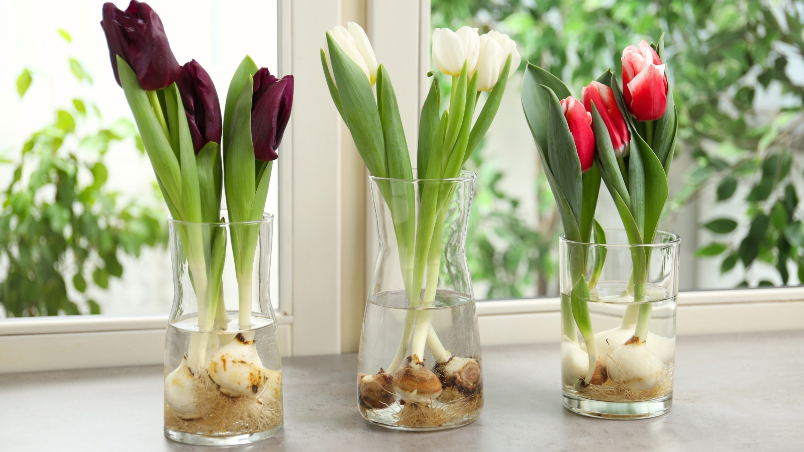 Three glass vases filled with water showcase forced blooming tulips in vibrant shades of purple, white, and red, their petals delicately unfurling.
