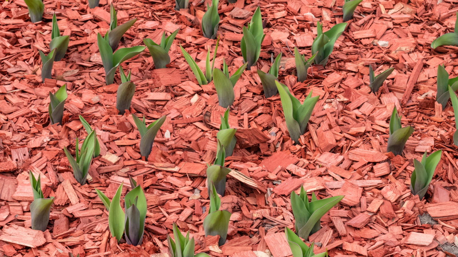 Tulip sprouts emerge through a layer of red bark mulch, their slender green shoots contrasting with the rich, earthy tones of the mulch.
