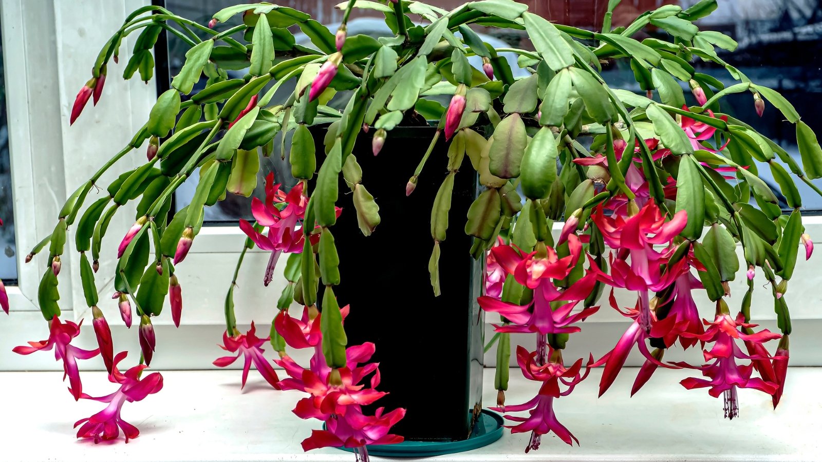 A potted Schlumbergera truncata in full bloom, adorned with a profusion of vivid pink flowers and long green stems, placed indoors on a surface, surrounded by natural light from a window.