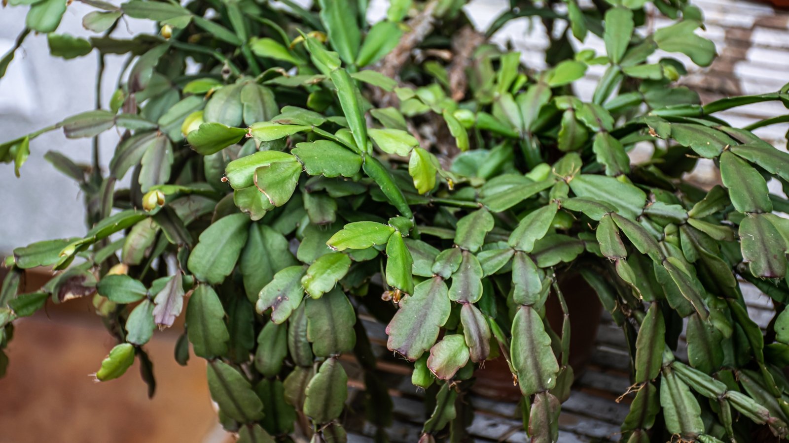 The Schlumbergera truncata plant showcases long, flat, segmented green stems, growing densely and arching outward, with no visible flowers, focusing on the health of its lush foliage.