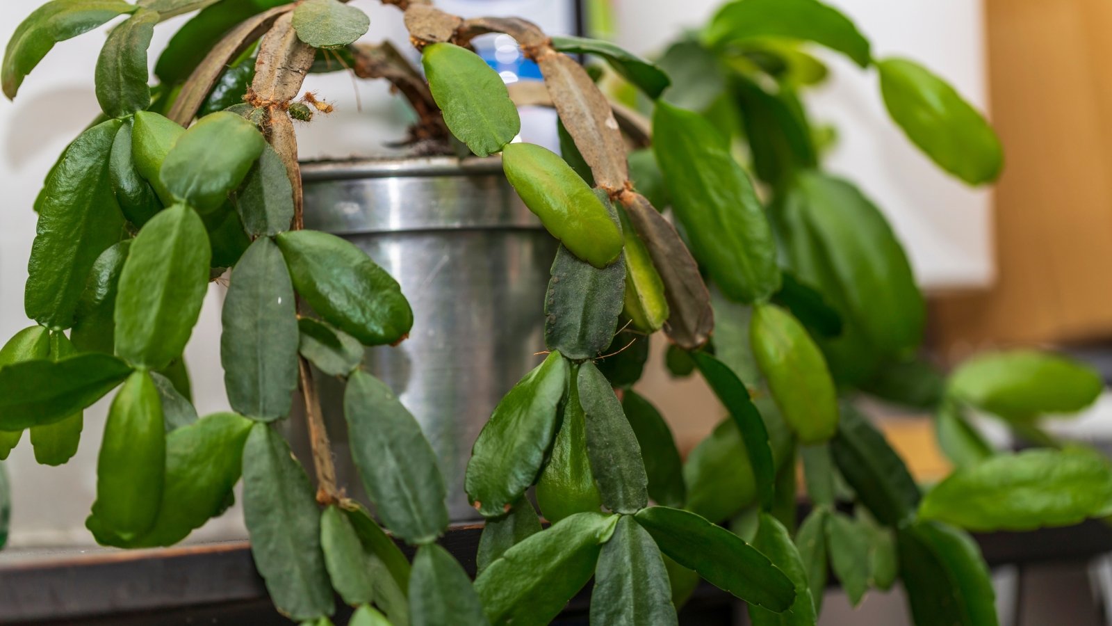 A mature Schlumbergera truncata plant with dense green foliage cascading out of a small metallic planter, the segmented stems stretching out and hanging over the sides.