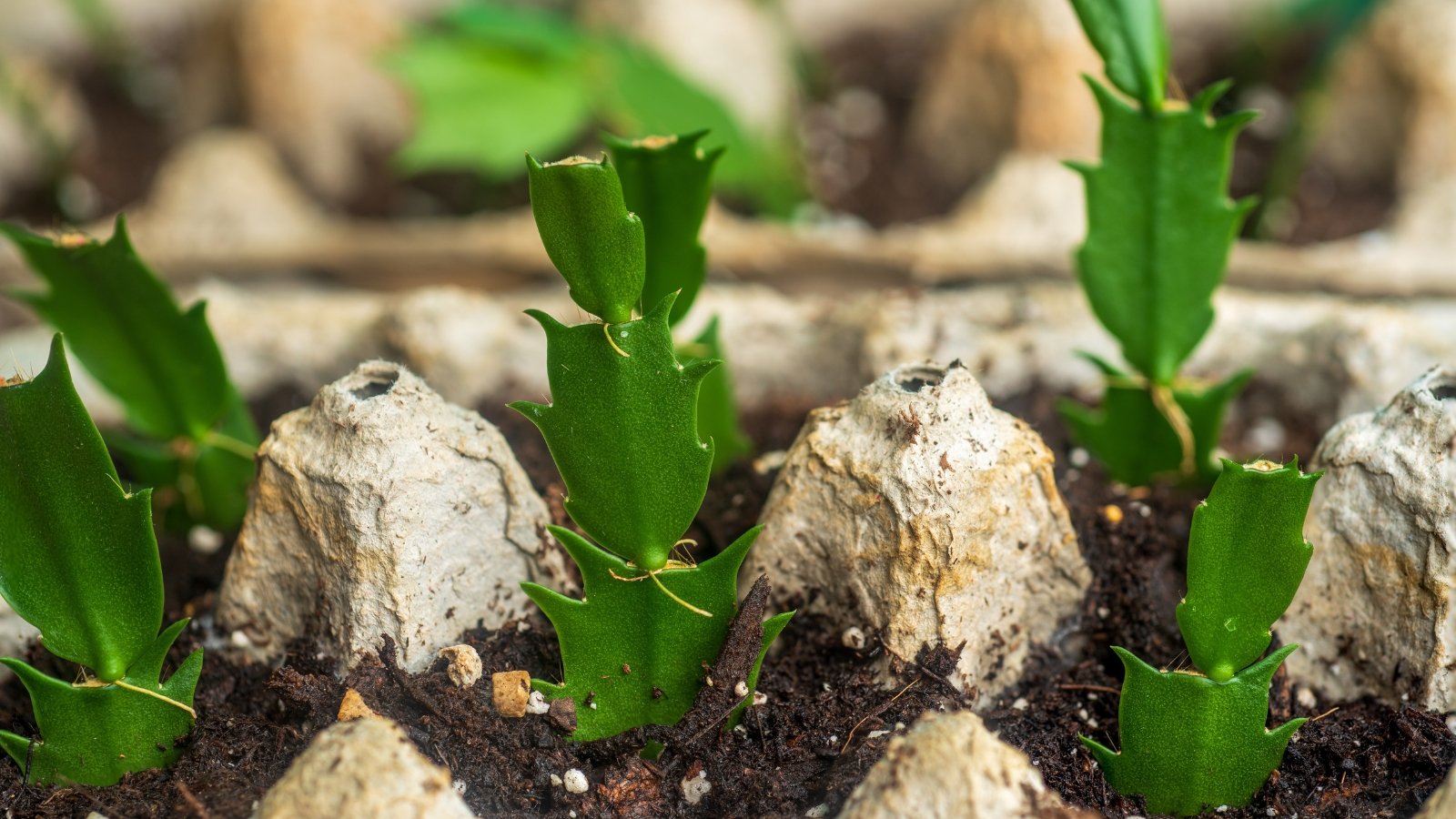 Small cuttings of Schlumbergera truncata, with young green segments sprouting from the soil in a tray, planted in clusters for propagation in an indoor setting.