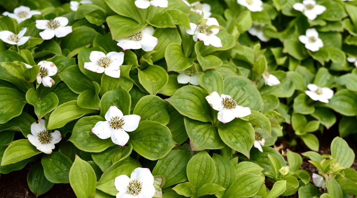 Close-up of a flowering Bunchberry plant (Cornus canadensis) in a garden. Bunchberry is a charming and diminutive woodland plant, admired for its distinctive appearance. Its low, creeping stems give rise to whorls of four to six broadly oval leaves, forming a lush carpet on the ground. The leaves display deep green coloration and a prominent, parallel venation. The delicate white bracts resembling petals surround a cluster of tiny greenish-yellow flowers in the center.