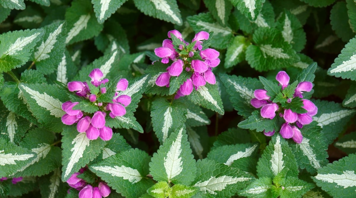 Close-up of Spotted Dead Nettle (Lamium maculatum) flowering plants in a garden. This low-growing perennial forms spreading mats of heart-shaped leaves with variegated patterns, featuring silver-white markings along the edges. Clusters of tubular flowers emerge in the shade of pink, rising above the foliage on short stems.