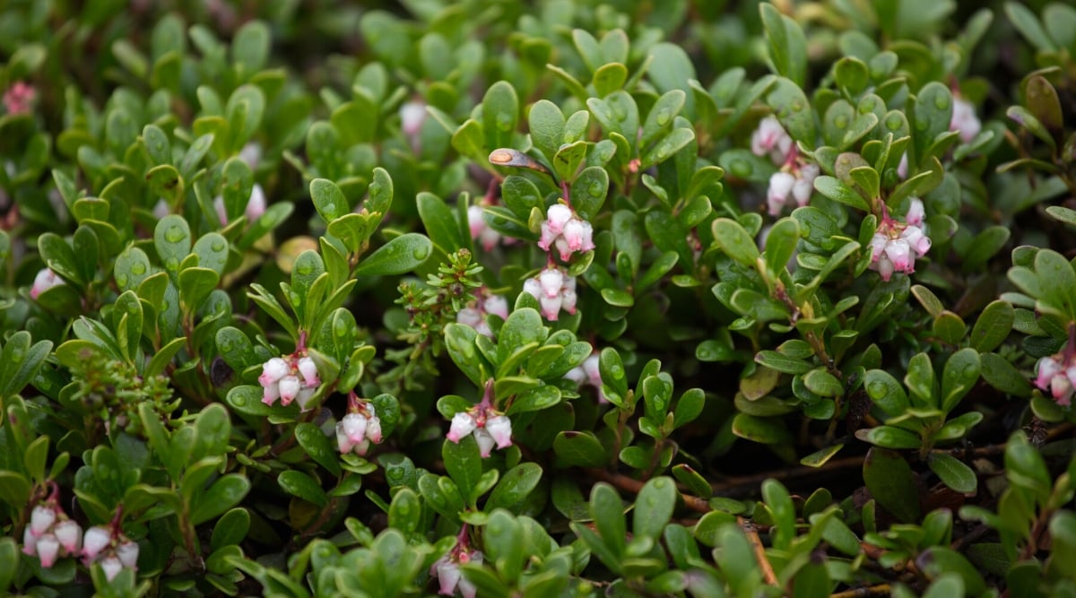 Close-up of a blooming ground cover plant Arctostaphylos uva-ursi in a garden with water drops. This hardy plant features small, leathery, elliptical leaves that are glossy green in color. The plant produces delicate pink-white bell-shaped flowers.