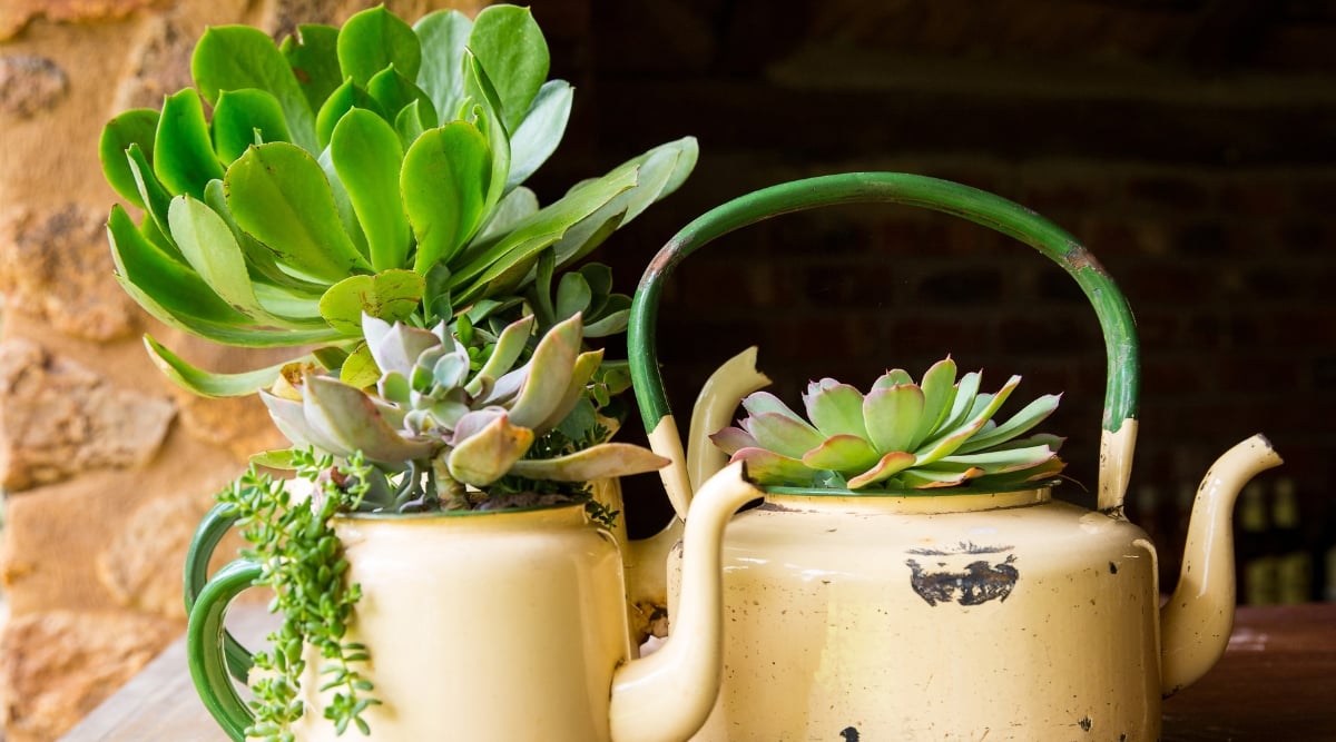 A collection of vintage white teapots, each unique in size and shape, has been repurposed as charming planters. These teapots now cradle a variety of succulents, creating a harmonious blend of rustic charm and modern greenery.
