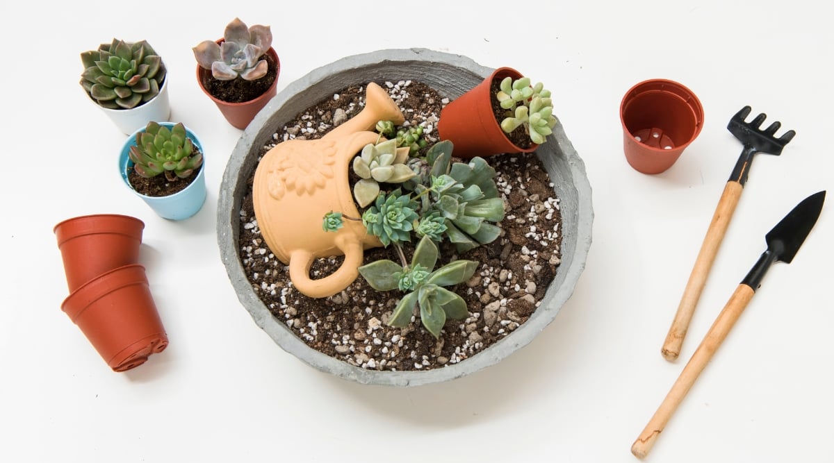 A white surface hosts a cement pot with rich soil and two smaller pots of lively succulents, exemplifying double-container gardening. Surrounding them are assorted succulents in pots, empty brown pots, and gardening tools.
