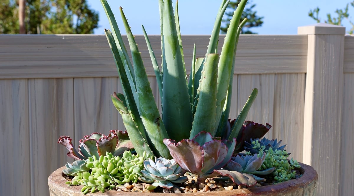 A terracotta pot stands proudly against a wooden fence, basking in the warm sunlight. Within the pot, an array of succulents flourishes. At the heart of this succulent ensemble, a majestic aloe plant stretches towards the sky.
