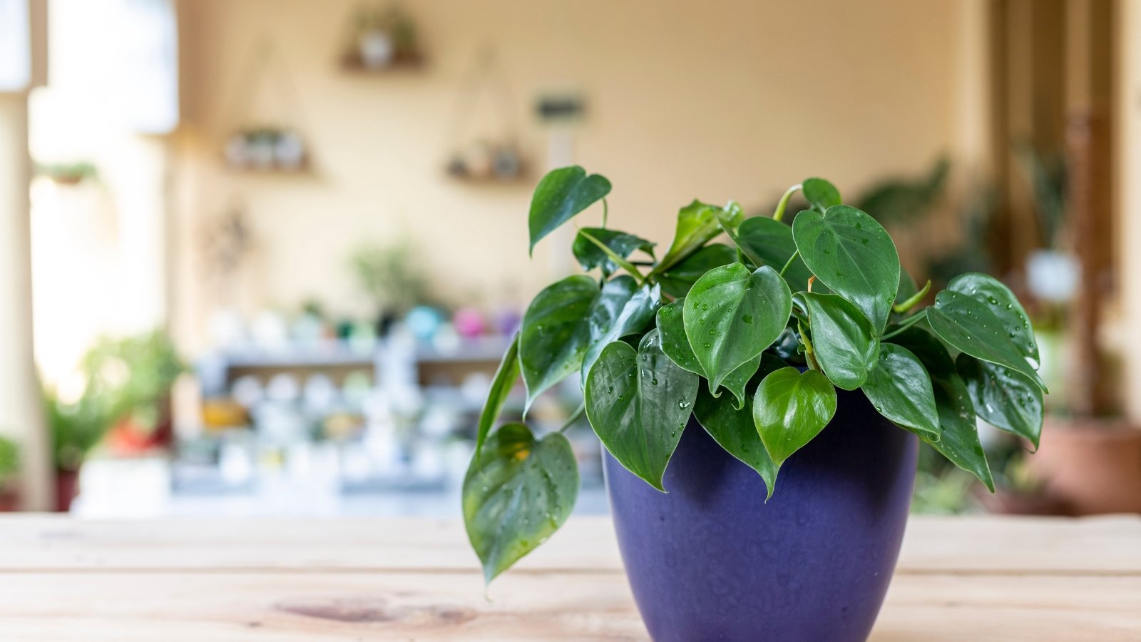 A lush Philodendron hederaceum with heart-shaped, glossy green leaves that spill gracefully over the edges, creating a rich green focal point indoors.