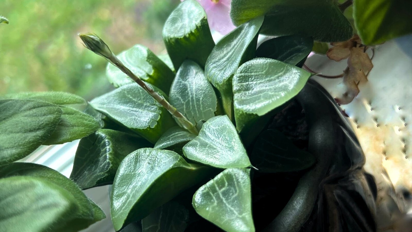 Compact, spiky green leaves with raised white markings along the edges, a distinctive feature of Haworthia, forming a symmetrical and sculptural plant.