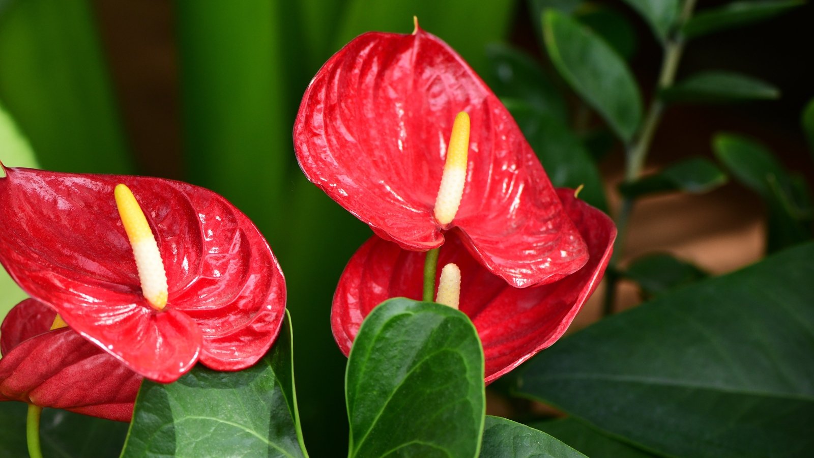 Vibrant red, heart-shaped blooms with a yellow spadix, surrounded by broad, dark green leaves, highlighting the tropical elegance of Anthurium andraeanum.