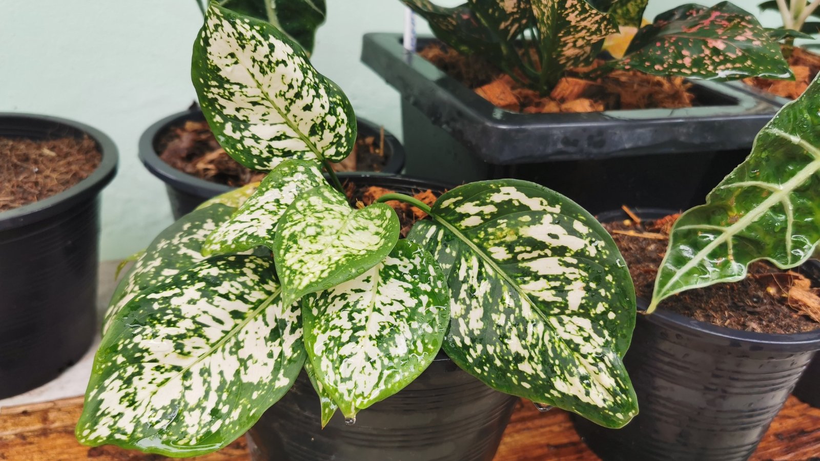 Oval green leaves with white and silver speckled patterns, common in Aglaonema commutatum, adding an elegant contrast to other indoor foliage.