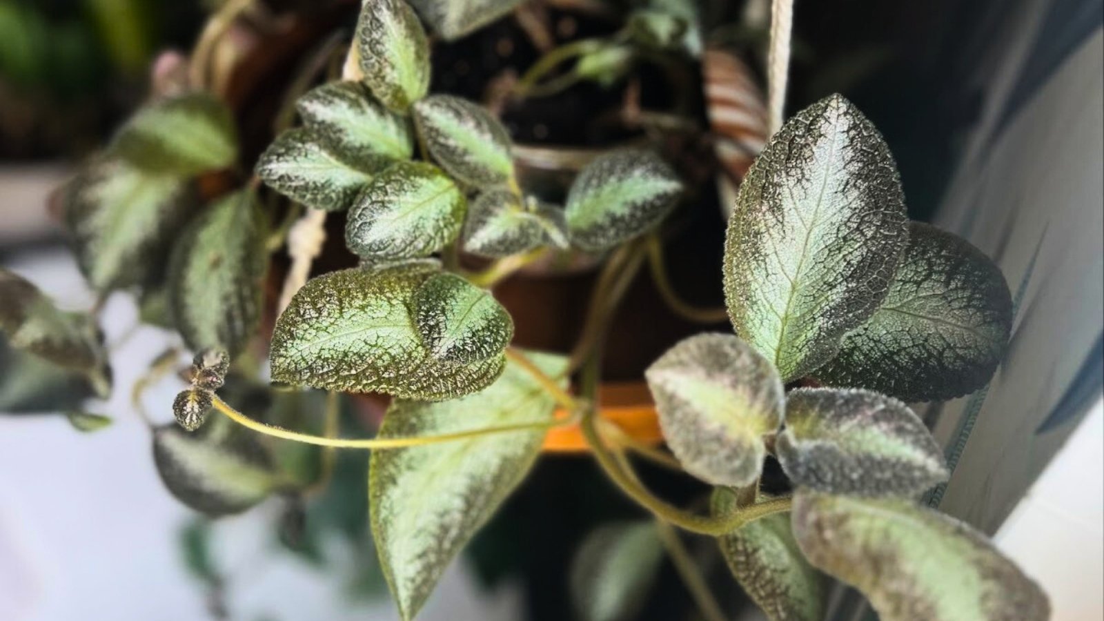 Oval leaves with a velvety texture and a metallic sheen, varying between green and burgundy, creating a unique, iridescent look typical of Episcia cupreata.