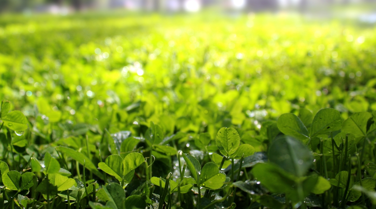 A close-up of a clover-adorned lawn, the leaves are bathed in warm sunlight. The leaves, with their gentle curves and variegated green shades, appear to dance in the dappled sunlight, creating a soothing and inviting ambiance in the outdoor space.
