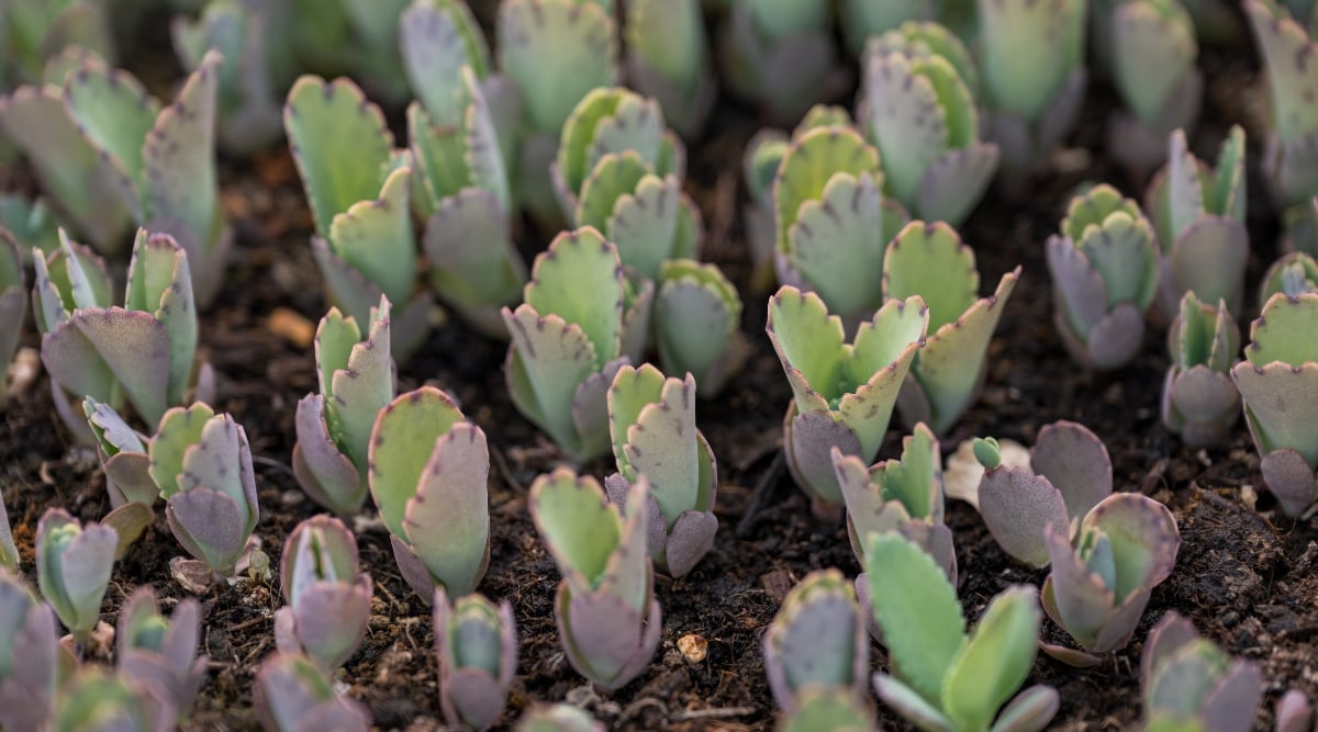 A close-up of young seedlings showcases succulent plants growing closely together, exhibiting a mix of vibrant green and soft light-purple leaves. These delicate plants thrive in dark, nutrient-rich soil, fostering their growth and vitality.
